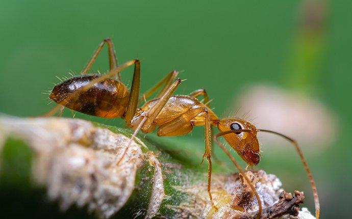 crazy ant on plant stem