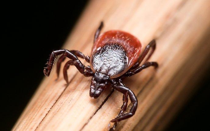 a deer tick looking to jump on its host