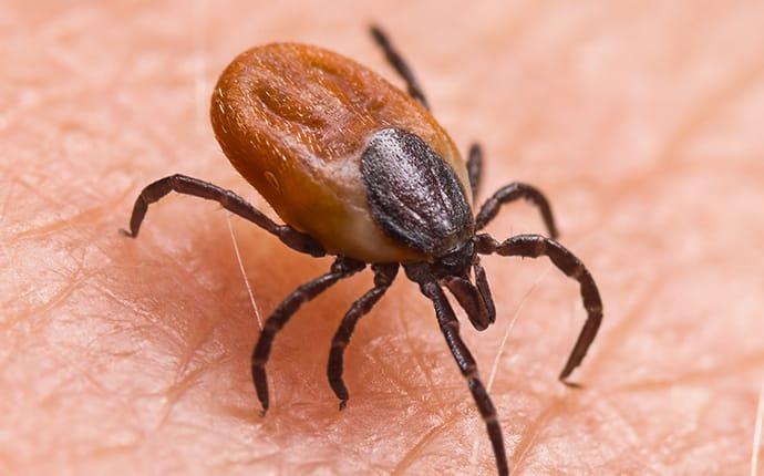a deer tick on a persons skin in houston texas