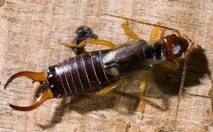 an earwig crawling on wood