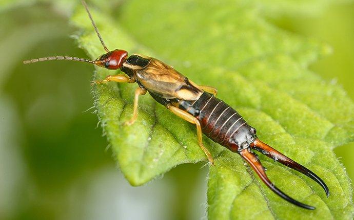an earwig on a leaf in a house plant