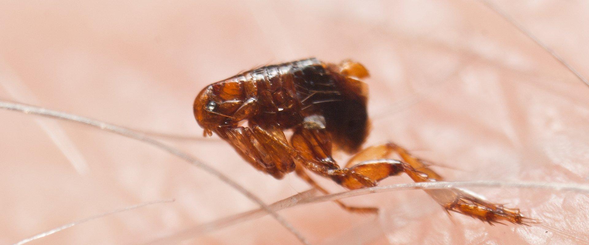a flea in hair