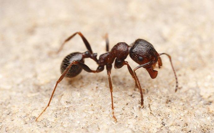 Blog - What Dallas Property Owners Need To Know About Harvester Ants