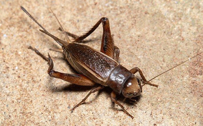 a cricket inside a home