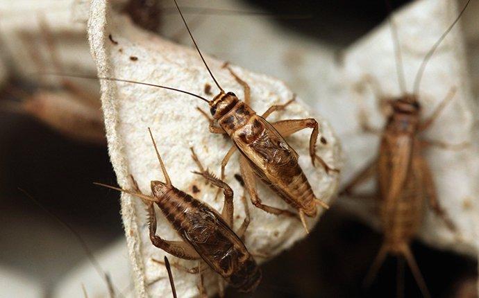 several crickets on a plant outside of a home in dallas texas