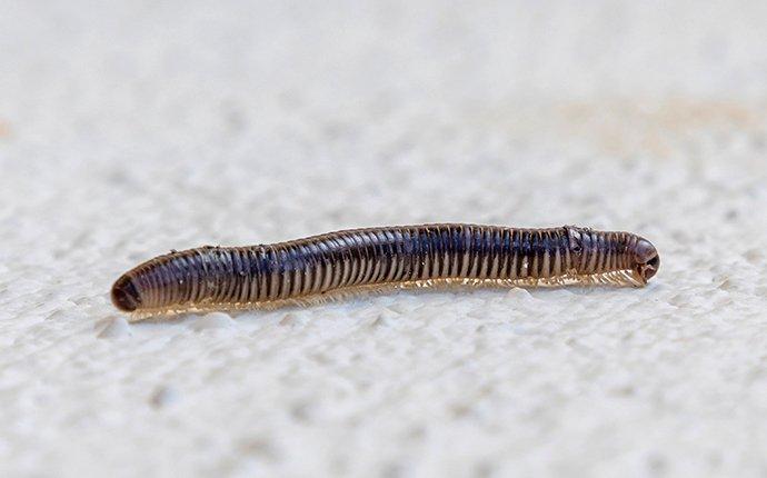 a millipede crawling on a basement floor