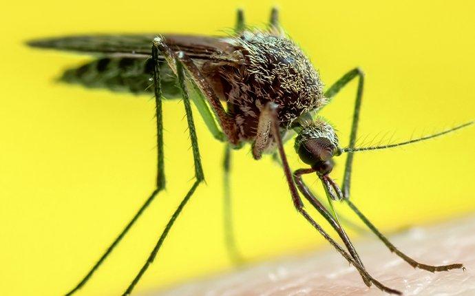 a mosquito biting on human skin