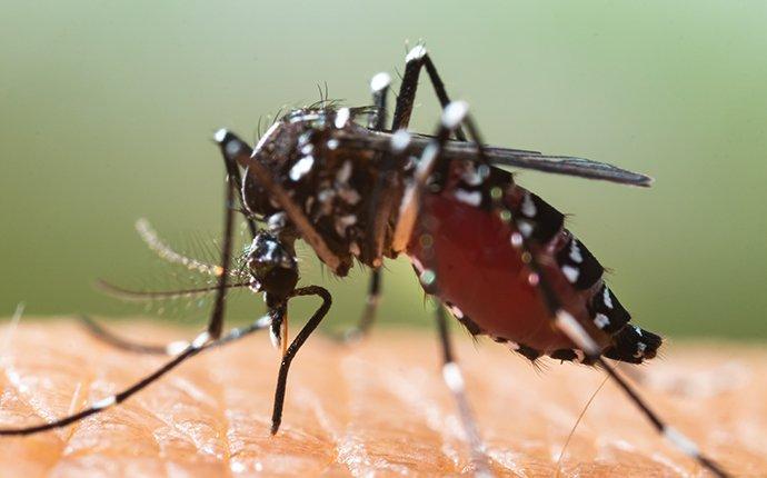 mosquito biting the skin of a san antonio tx resident