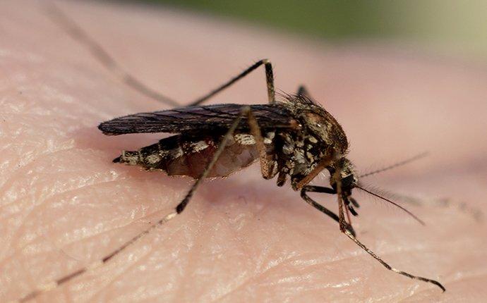 a mosquito biting in to skin