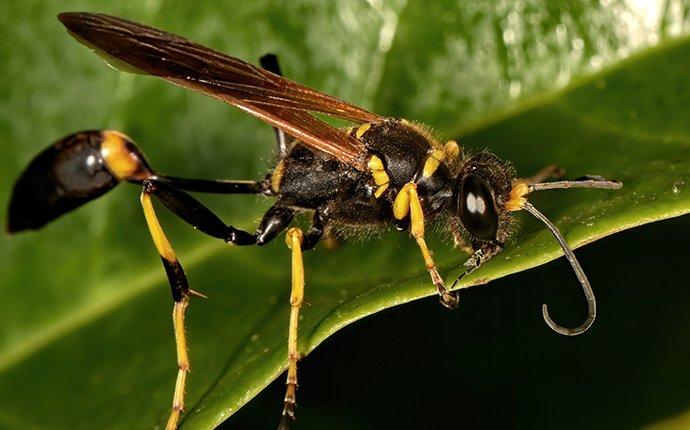 a mud dauber wasp on a leaf