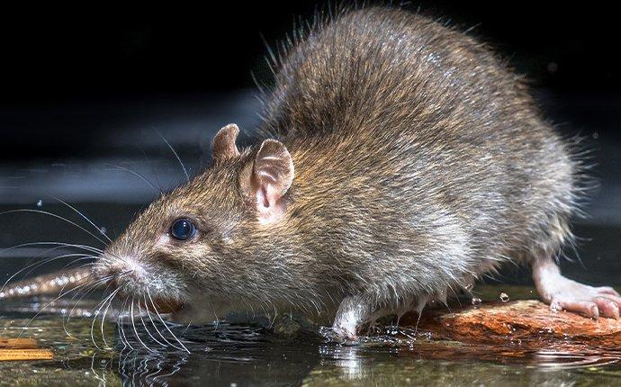 norway rat in water