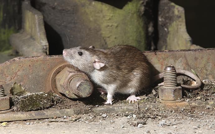 a norway rat near a piece of metal equiptment