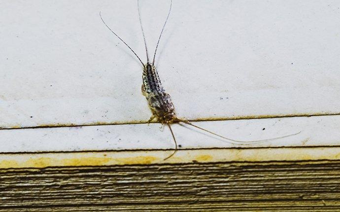 a silverfish crawling inside of a home in houston texas