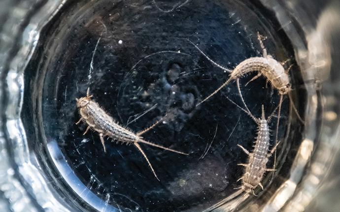 silverfish trapped in a glass