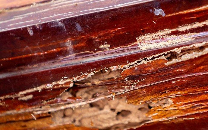 termite damage on wooden trim