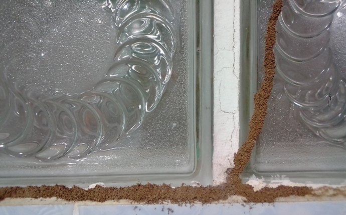 termite mud tubes built along the windows of a dallas tx home