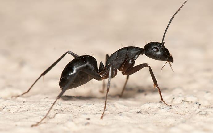 a carpenter ant crawling in a home in crowley texas