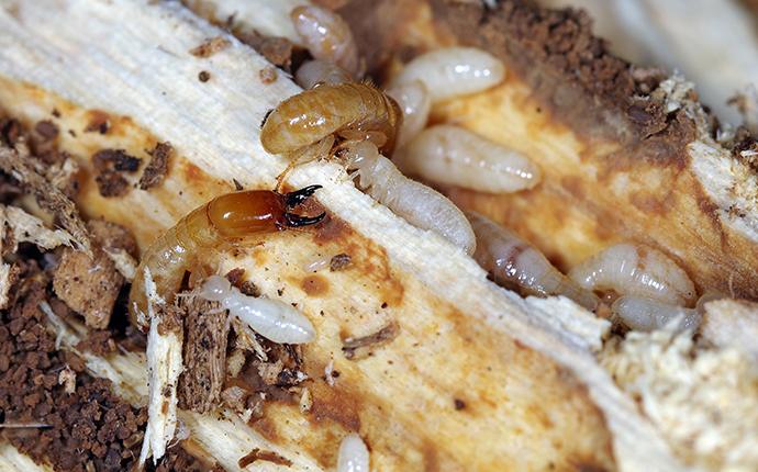 drywood termites hollowing out wooden beam