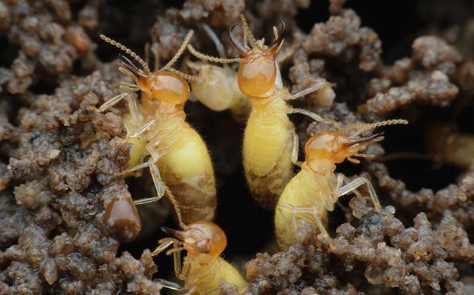 formosan termites on mud tubes