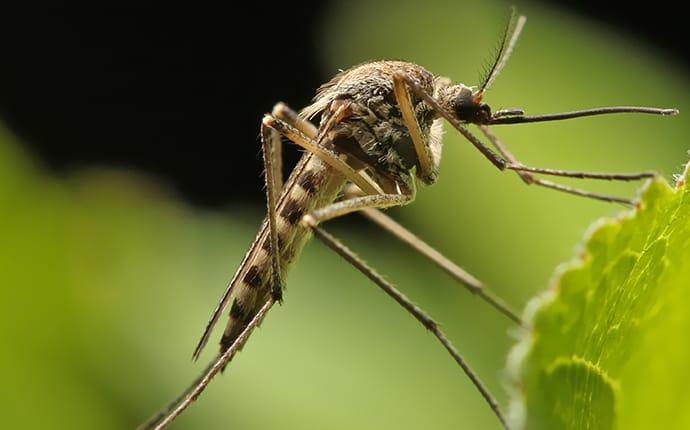 a mosquito in a lewisville texas garden