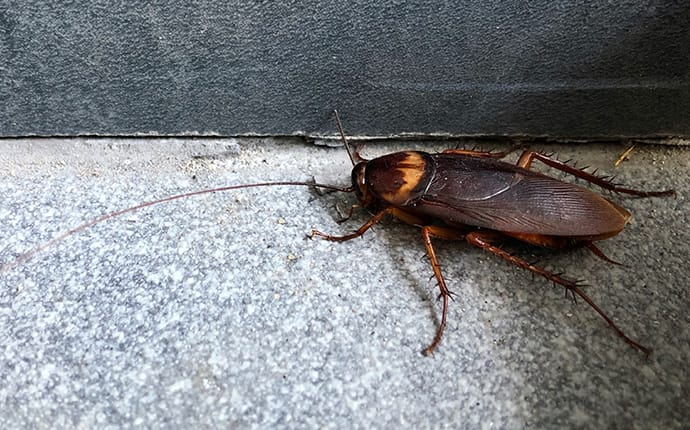 american cockroach in a basement in mckinney tx