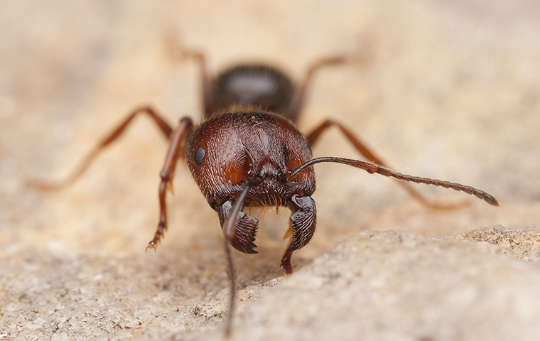 carpenter ant on a counter in a keller tx kitchen