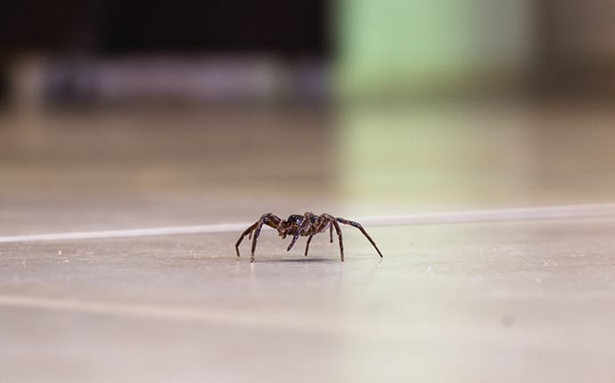 common house spider in a grand prairie tx home