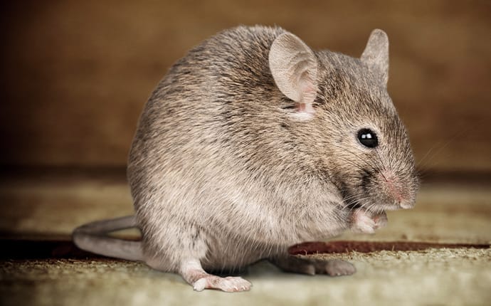 rodent hiding inside a coppell texas home