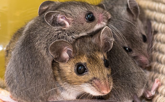 mice huddled together in a denton tx pantry