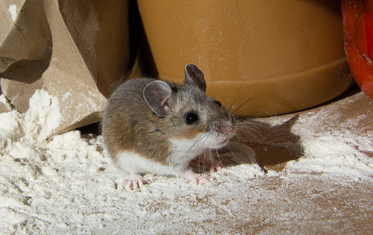 mouse getting into stored food packages in cibolo tx