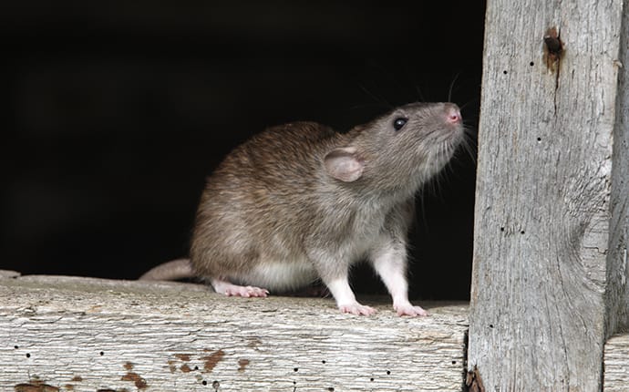 rat on a wooden fence in a helotes tx yard