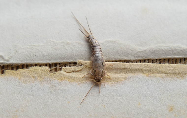 silverfish damaging a book in magnolia tx
