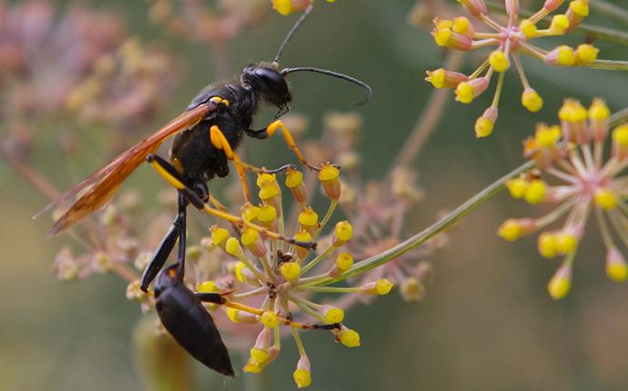 mud dauber on flower
