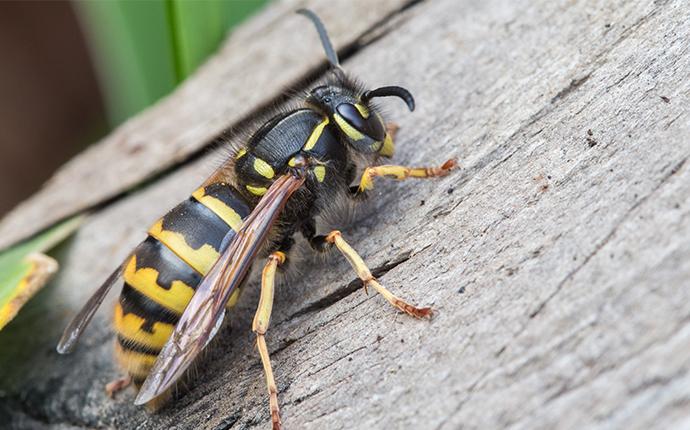 wasp crawling on wood