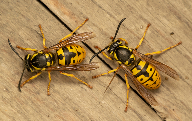 yellow jacket no stinger