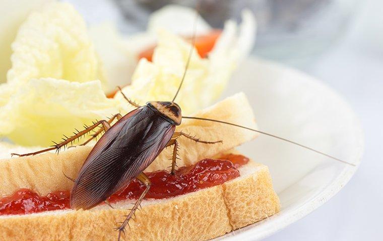 american cockroach on a sandwich