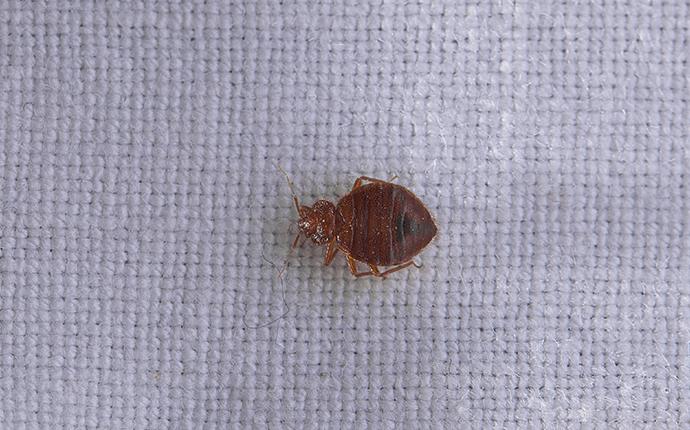 bed bug on fabric in a bamburg home