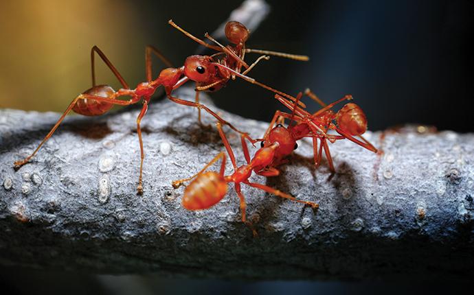 fire ants on a branch in bamburg sc