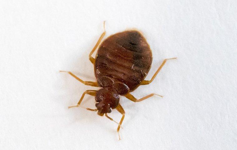 bed bug on white sheet