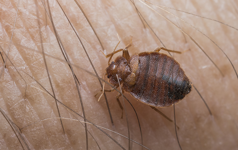 bed bug on a persons skin