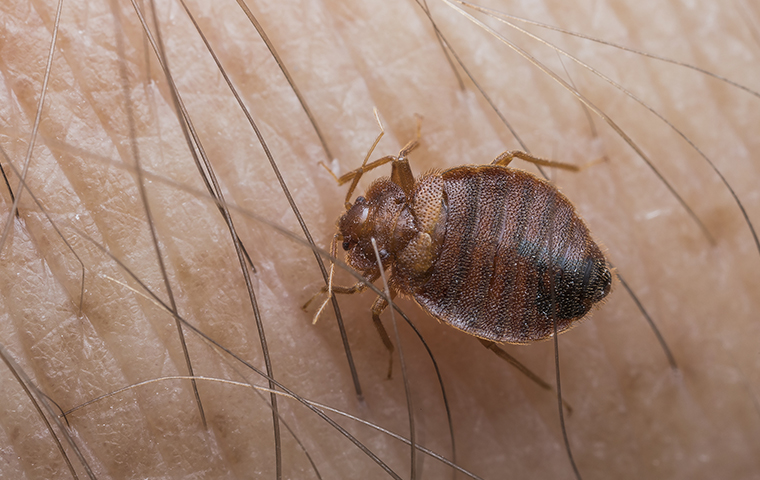 Bed Bugs FAQs   What's A Bed Bug