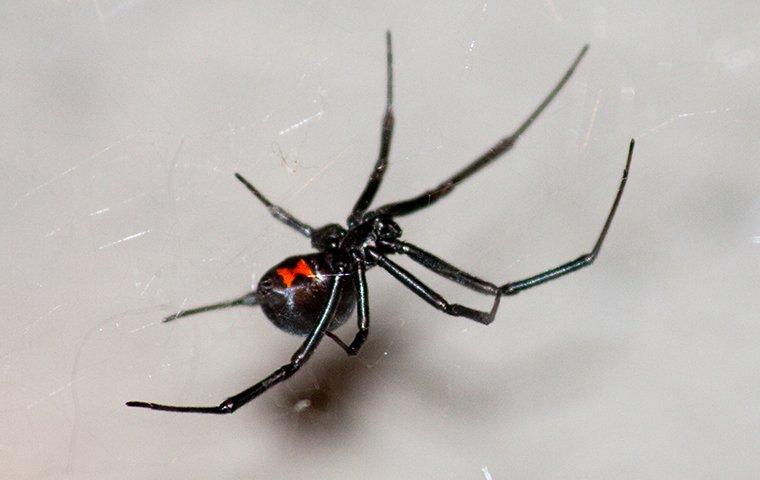 black widow spider hanging in web