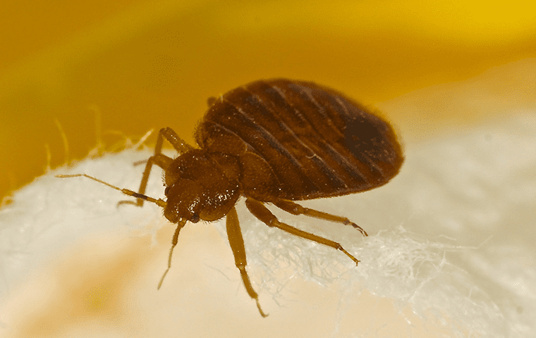 a bed bug living inside a home