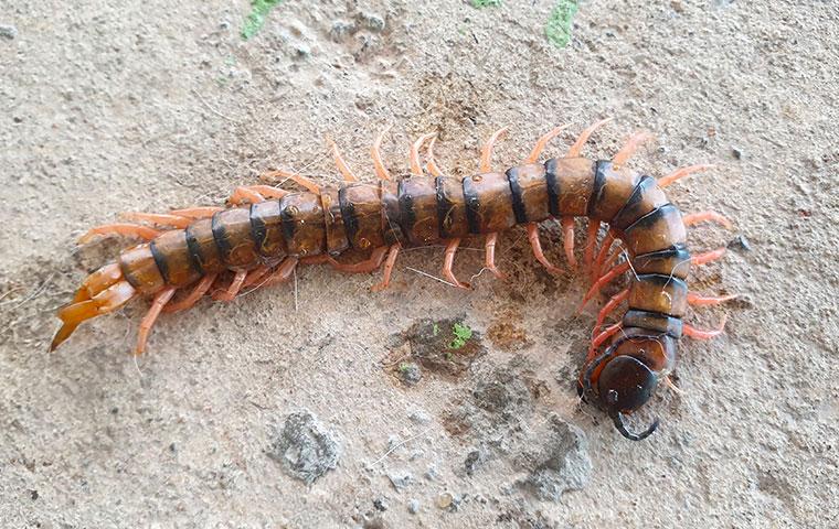 house millipede bite