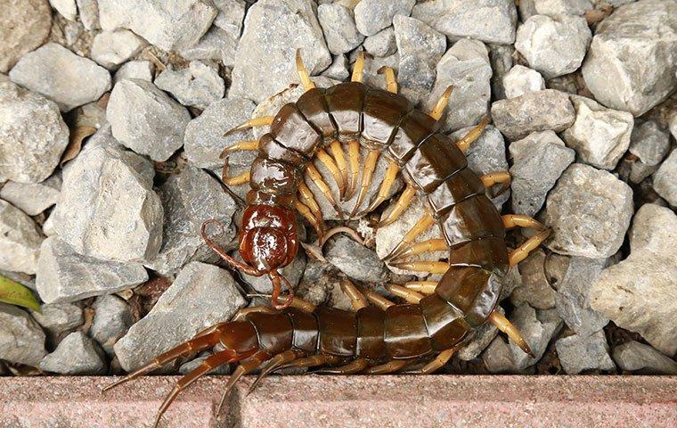 an up close image of a centipede on rocks outside a home