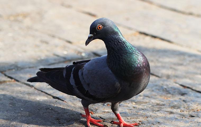pigeon in a park