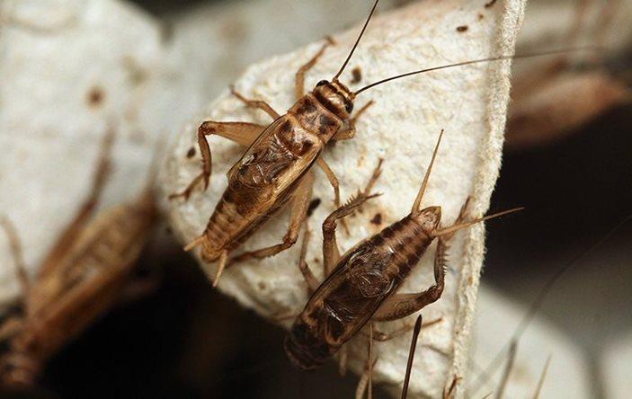 House crickets on an egg carton.