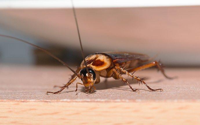 a cockroach crawling in the kitchen