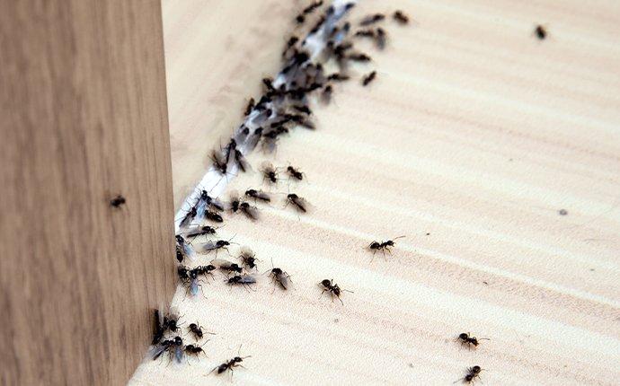 dozens of ants in a kitchen