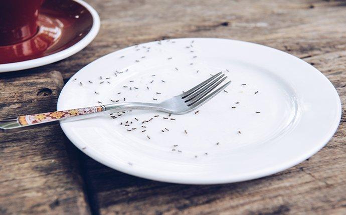 ants on a plate in the kitchen